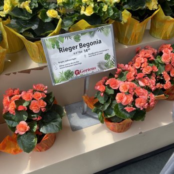 Gertens - Begonia - Nurseries & Gardening Near Me - Inver Grove Heights, Minnesota