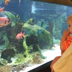 Mote Marine Laboratory & Aquarium