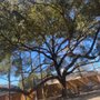 Photo of Enbik Tree Service