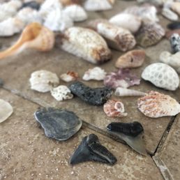 Shark teeth and pretty shells!!