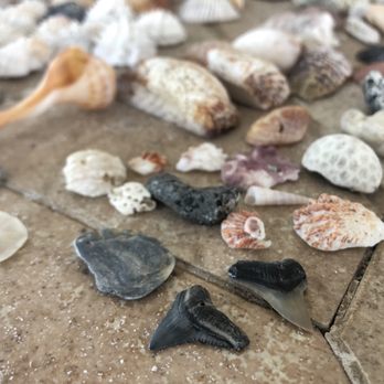 Venice Beach - Shark teeth and pretty shells!! - Beaches Near Me - Venice, Florida