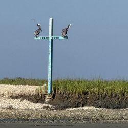 Two pelicans hunting small fish to eat. 7/8/26