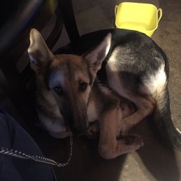 Daisy enjoying her time at the casual pint.
