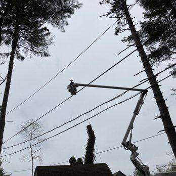 Mass Tree Removal - Tree Services Near Me - Stoughton, Massachusetts
