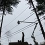 Photo of Mass Tree Removal