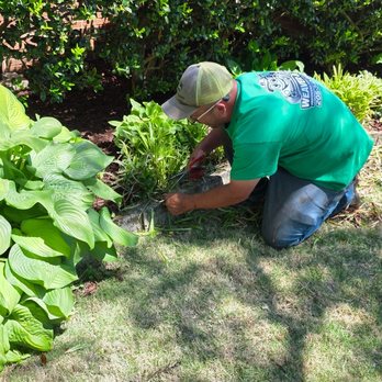 Weaver & Co - Ponytail cuts, monkey grass refresh. - Lawn Services Near Me - Brookwood, Alabama