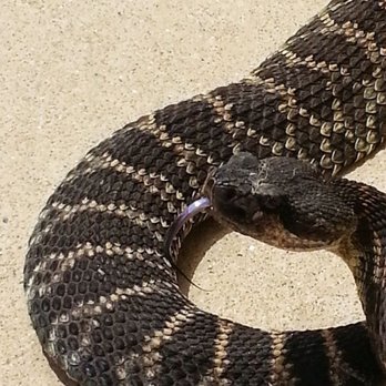 Pacific Coast Animal Control - An adult rattlesnake - Wildlife Control Near Me - Carlsbad, California Pacific Coast Animal Control - An adult rattlesnake - Wildlife Control Near Me - Carlsbad, California