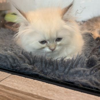 Pet Fair - Pet Stores Near Me - Spring, Texas