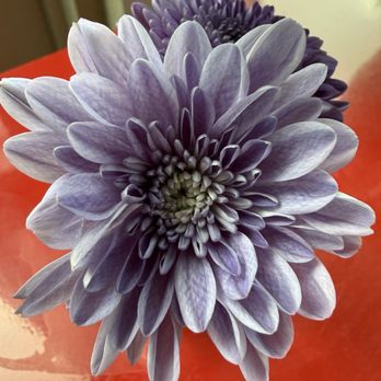 Izola - Flower on table - Bakeries Near Me - San Diego, California Izola - Flower on table - Bakeries Near Me - San Diego, California