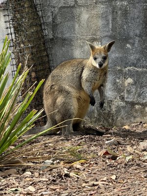 Taronga Zoo, Bradleys Head Rd by null