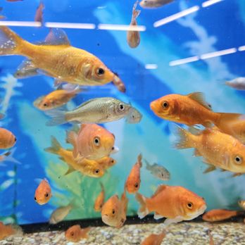 Petco - Ich - Pet Stores Near Me - Bakersfield, California Petco - Ich - Pet Stores Near Me - Bakersfield, California