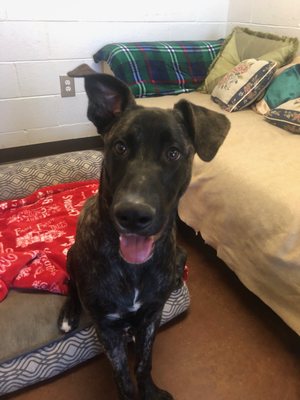 The Shade Tree by null