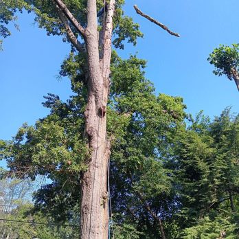 Hoosier Tree Techs - Dropping a limb on target. - Tree Services Near Me