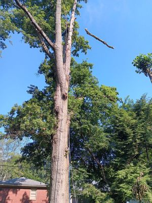 Large Trees in Tight Spaces - One of our specialties is high risk trees and trees in tight spaces. We can get to places others can’t and where bucket trucks can’t reach. We have a perfect safety record and are fully insured just in case. Large Trees in Tight Spaces - One of our specialties is high risk trees and trees in tight spaces. We can get to places others can’t and where bucket trucks can’t reach. We have a perfect safety record and are fully insured just in case.