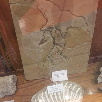 Mayborn Science Theater - A variety of fossils are displayed at the entry - Planetarium Near Me - Killeen, Texas Mayborn Science Theater - A variety of fossils are displayed at the entry - Planetarium Near Me - Killeen, Texas