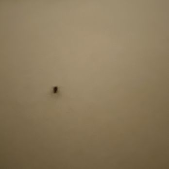 Kings Inn San Diego - Bedbugs - San Diego, CA