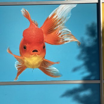 PetSmart - Fish - Pet Stores Near Me - Sacramento, California PetSmart - Fish - Pet Stores Near Me - Sacramento, California