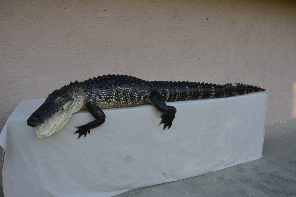 A 1 SWFL Wildlife Specialties - taxidermy in Port Charlotte, FL