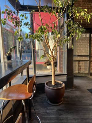 Spyhouse Coffee Roasters | Uptown by null