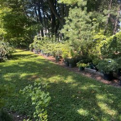 O'brien Nurserymen - More conifers