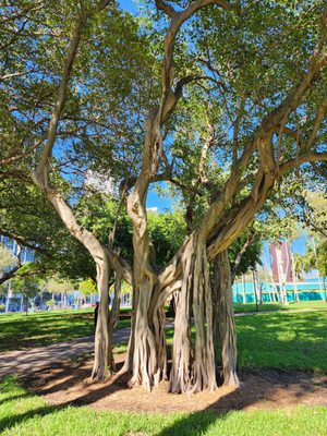 Bayfront Park by null
