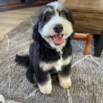 Moco Pet Grooming & Spa - Pet Groomers Near Me - Tustin, California Moco Pet Grooming & Spa - Pet Groomers Near Me - Tustin, California