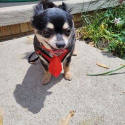 Cavalier Corral - Maverick was a happy little guy after he got groomed today. Even got a nice little Red Tie for being such a good boy