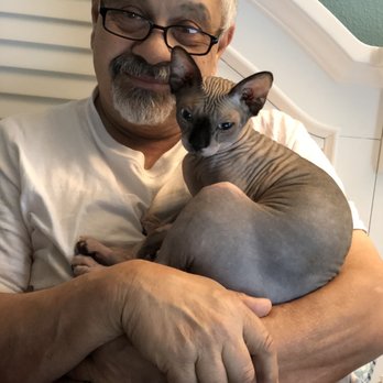 The Purr Without The Fur - Sohinx - Pet Breeders Near Me - Saint Johns, Florida