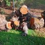 Apes Tree Service