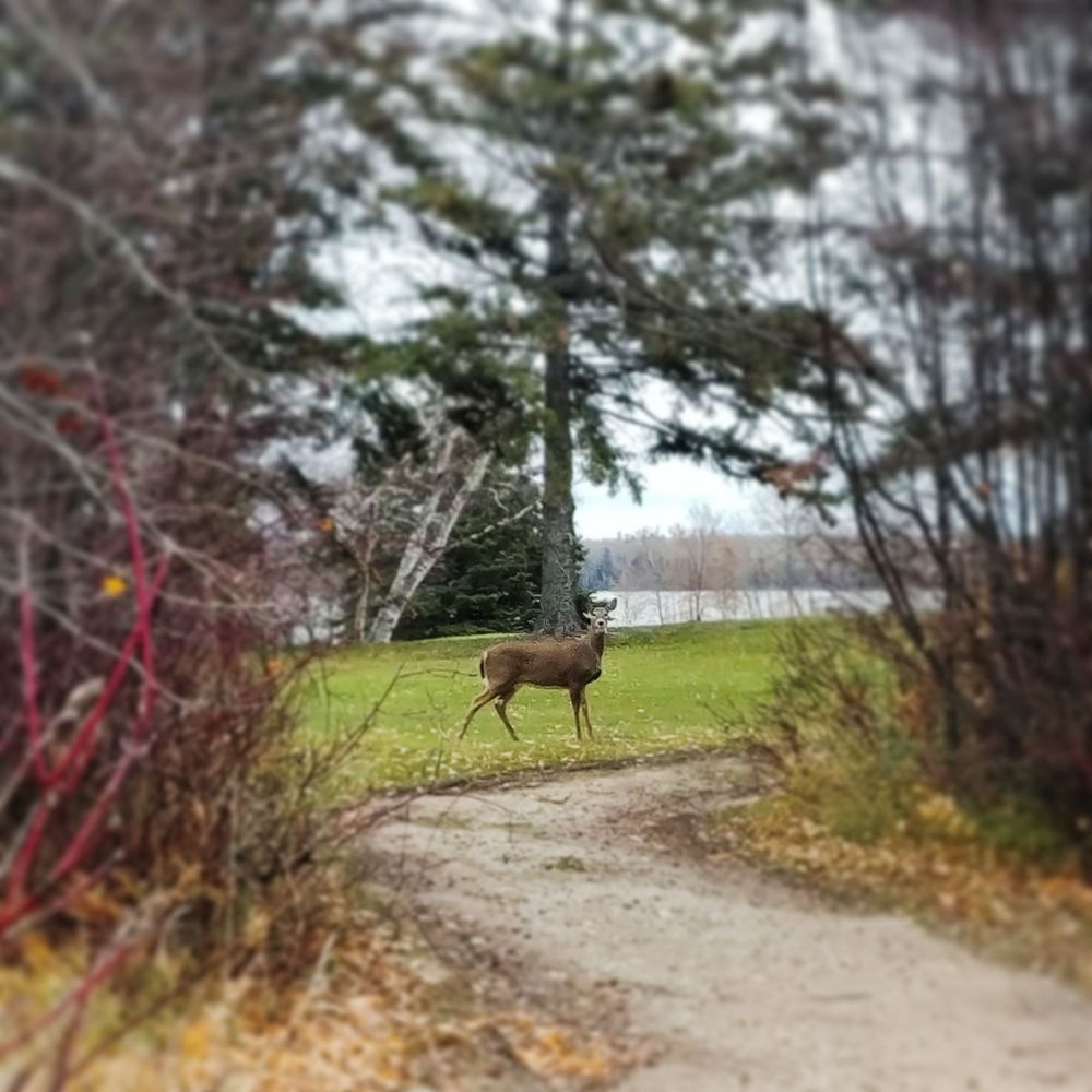 Salka Spa - Walking around the resort grounds - Day Spas Near Me - Hecla Island, Manitoba
