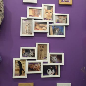 Cat Cafe Manila - Cafes Near Me - Quezon City, NCR