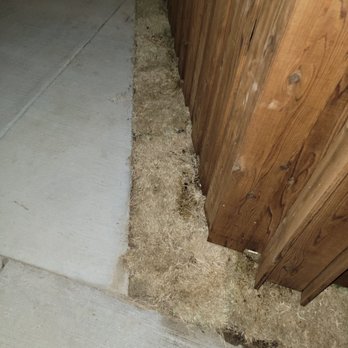 David Weekley Homes - This is the sod they gave us in June. Today, 10/3/22, it looks the same. - Real Estate Services Near Me - Houston, Texas David Weekley Homes - This is the sod they gave us in June. Today, 10/3/22, it looks the same. - Real Estate Services Near Me - Houston, Texas