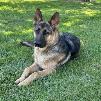 Oak Glen Kennels - Kasey - Pet Breeders Near Me Oak Glen Kennels - Kasey - Pet Breeders Near Me