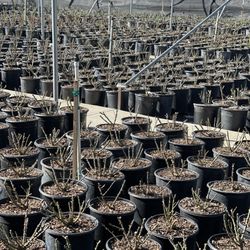 Uva Nursery