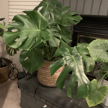 The Plant Queen - Nurseries & Gardening Near Me - Berkeley, California
