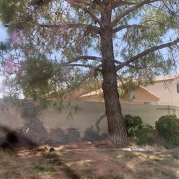 This a before picture of the 35 foot pine tree that needed to be cut down. This a before picture of the 35 foot pine tree that needed to be cut down.