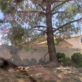 Green America Tree & Landscaping - This a before picture of the 35 foot pine tree that needed to be cut down. - Landscaping Near Me - Henderson, Nevada Green America Tree & Landscaping - This a before picture of the 35 foot pine tree that needed to be cut down. - Landscaping Near Me - Henderson, Nevada