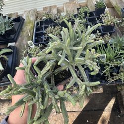 Terra Garden Center
