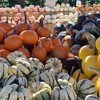 Spina Farms Pumpkin Patch - Pumpkin Patches Near Me - Morgan Hill, California
