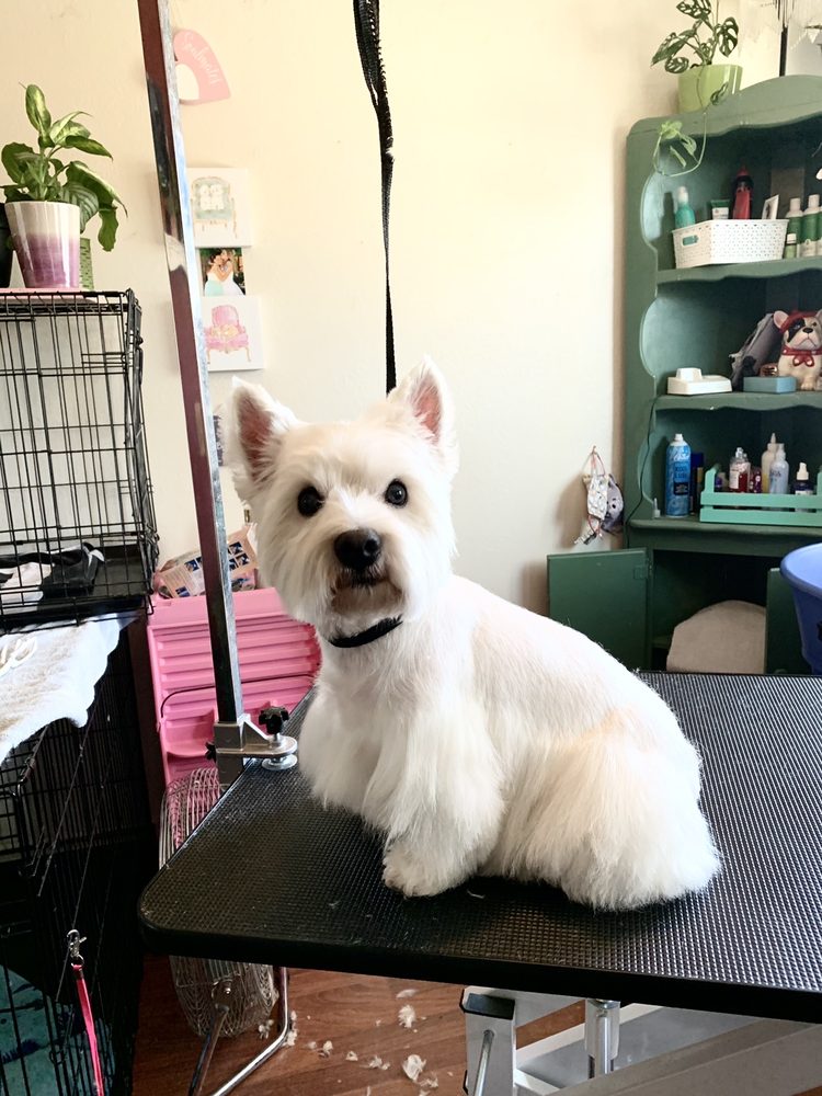 JEN’S GROOMING Updated August 2024 22 Photos Reno, Nevada Pet