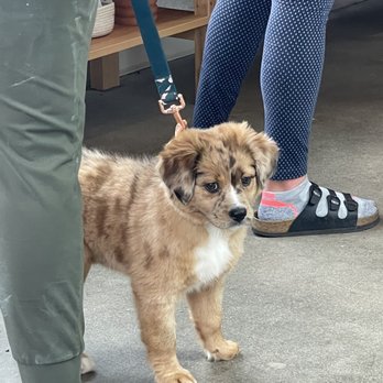 Communal Coffee - Pet friendly! - Cafes Near Me - Oceanside, California Communal Coffee - Pet friendly! - Cafes Near Me - Oceanside, California
