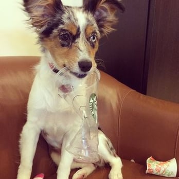 Spa Glisten - The salon owner's adorable pup! Very sweet and always around to comfort you before appointments! - Skin Care Near Me - Glendale, California