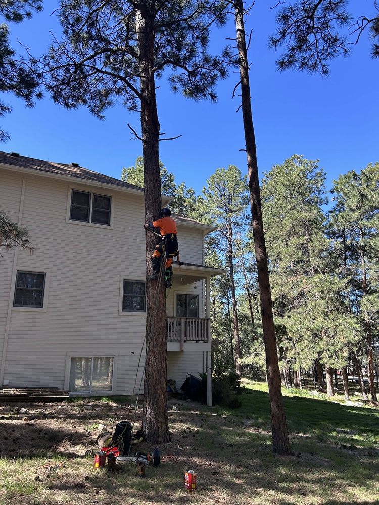 Arboraid - tree service in Monument, CO