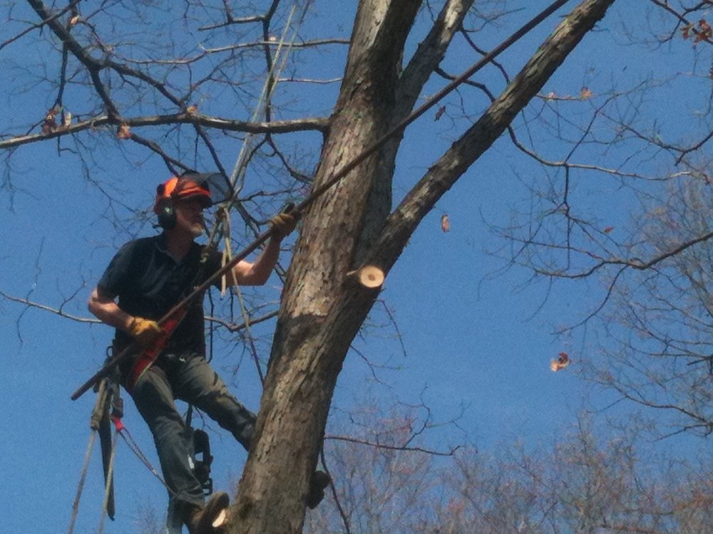 Pyontek Tree  Experts - tree service in Chester, NJ