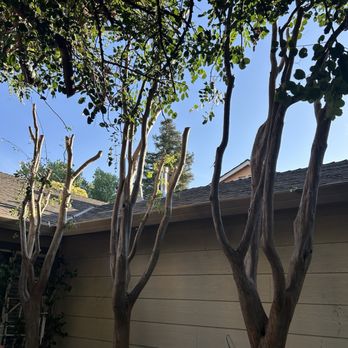 Chavez Tree Service - After - Tree Services Near Me - Tracy, California Chavez Tree Service - After - Tree Services Near Me - Tracy, California