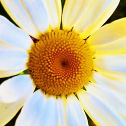 Elkhorn Valley Inn Bed & Breakfast - Fields of wild daisies...