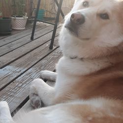Cedar Ridge Veterinary - Butters