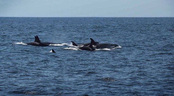 Chris' Fishing and Whale Watching by null