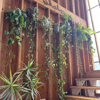 Country Plants - Yoon helped me complete my hanging plant wall! - Nurseries & Gardening Near Me - Santa Monica, California Country Plants - Yoon helped me complete my hanging plant wall! - Nurseries & Gardening Near Me - Santa Monica, California