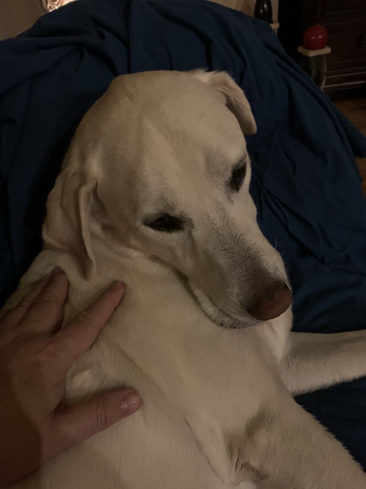 HEALTHY PAWS VETERINARY CENTER 12 Photos & 41 Reviews 2401 Fm 423, Little Elm, TX Yelp